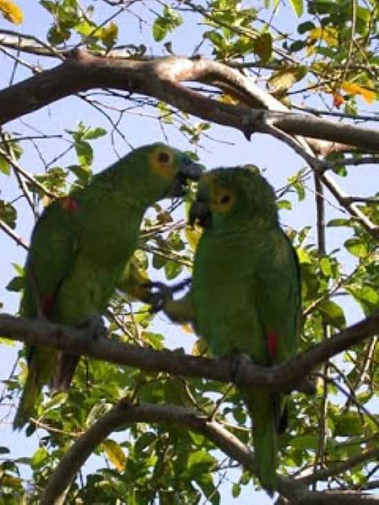 TEODORO SAMPAIO-SP-FAUNA E FLORA NO PARQUE ESTADUAL - TEODORO SAMPAIO - SP