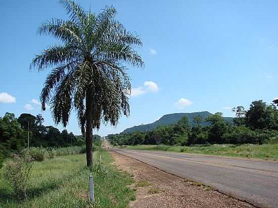 TEODORO SAMPAIO-SP-PALMEIRA COM NINHOS E AO FUNDO A SERRA DO DIABO-FOTO:ISA LANZIANI - TEODORO SAMPAIO - SP