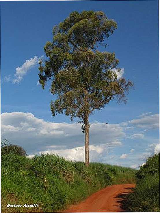 ESTRADA DE TERRA EM TIBIRIA-FOTO:GUSTAVO_ASCIUTTI - TIBIRI - SP