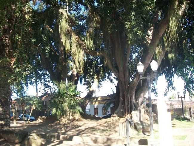 UM JARDIM COM RVORES GIGANTES, POR ANA CRISTINA CANDAS - TREMEMB - SP
