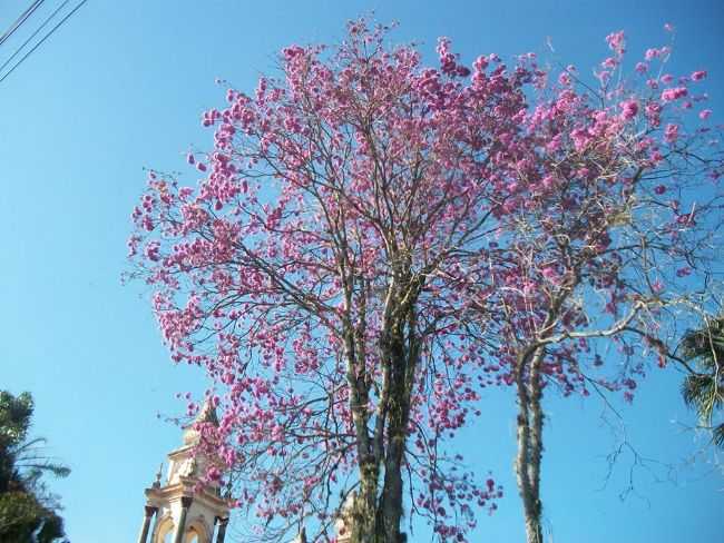 IP EM FLOR, POR ANA CRISTINA CANDAS - TREMEMB - SP
