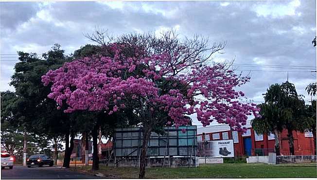 YP ROSA PRXIMO TERMINAL RODOVIRIO E AV.TABAJARAS - POR REINALDO - TUP - SP