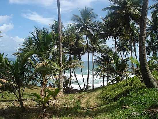 COQUEIROS NA ORLA EM UBATUBA-SP-FOTO:PEDRO PAULO - UBATUBA - SP