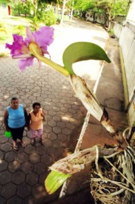 CIDADE DAS ORQUDEAS - VRZEA PAULISTA - SP