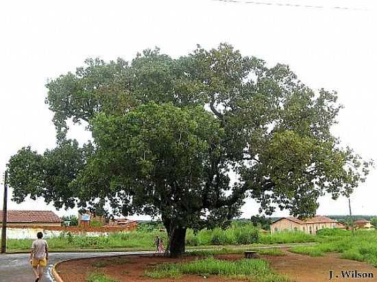 AGUIARNPOLIS-TO-PEQUIZEIRO,RVORE QUE PRODUZ O PEQU-FOTO:JOSE WILSON  - AGUIARNPOLIS - TO