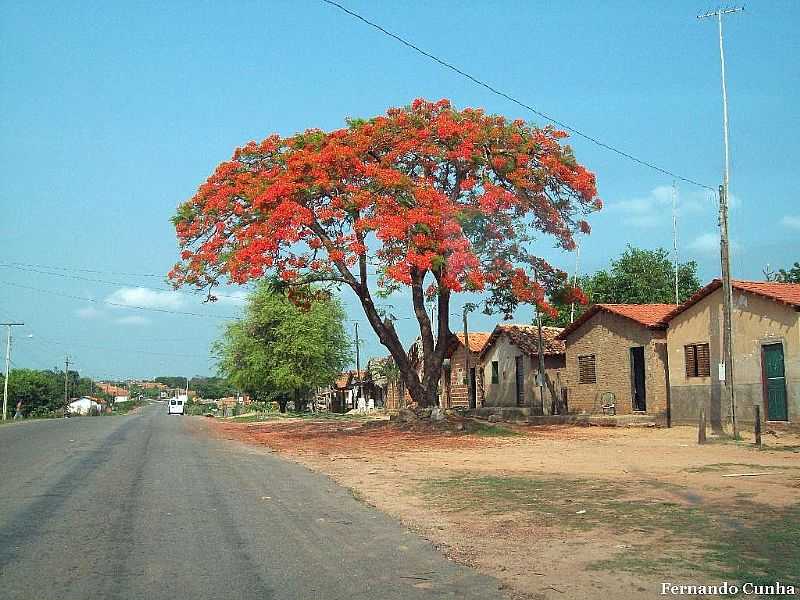 AXIX DO TOCANTINS-TO-FLAMBOYANT NA ENTRADA DA CIDADE-FOTO:FERNANDO CUNHA - AXIX DO TOCANTINS - TO