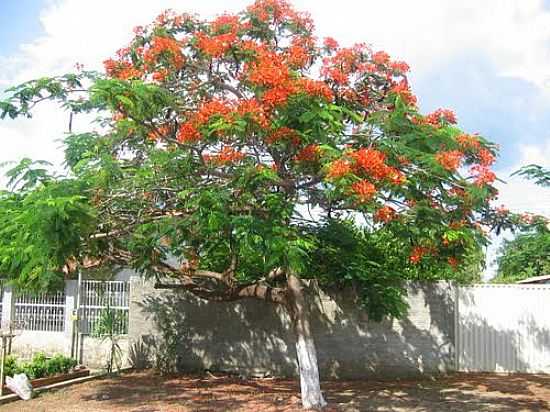 IMAGEM-FOTO:NATAL JORDO  - BREJINHO DE NAZAR - TO