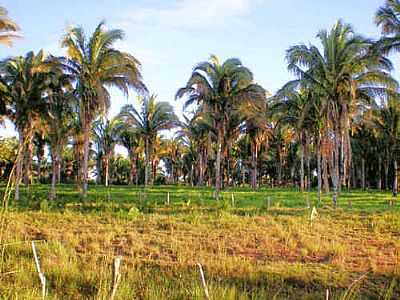 BABAU NATIVO EM BURITI DO TOCANTINS-TO POR ODIR CORREIA - BURITI DO TOCANTINS - TO