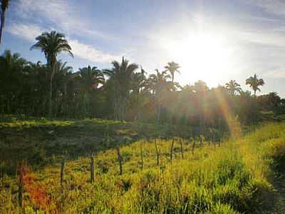 PR DO SOL SOBRE BABAUS EM BURITI DO TOCANTINS-TO POR ODIR CORREIRA - BURITI DO TOCANTINS - TO