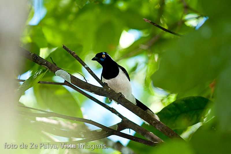 PARQUE ESTADUAL DO CANTO EM CASEARA - TO - CASEARA - TO