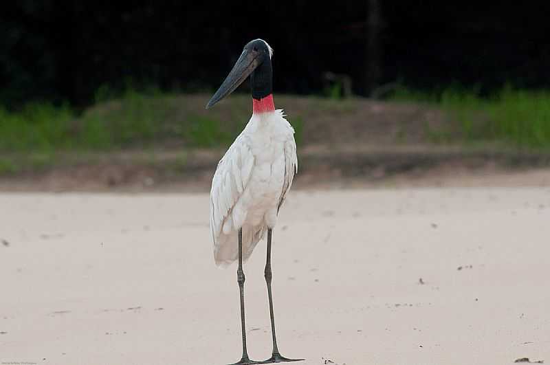 PARQUE ESTADUAL DO CANTO EM CASEARA - TO - CASEARA - TO