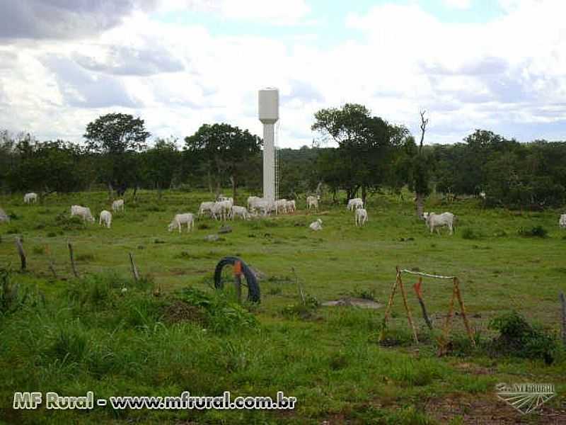 CRIXS DO TOCANTINS-TO-FAZENDA DE GADO-FOTO:WWW.MFRURAL.COM.BR  - CRIXS DO TOCANTINS - TO