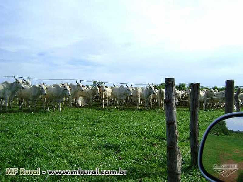 CRIXS DO TOCANTINS-TO-FAZENDA DE GADO-FOTO:WWW.MFRURAL.COM.BR - CRIXS DO TOCANTINS - TO