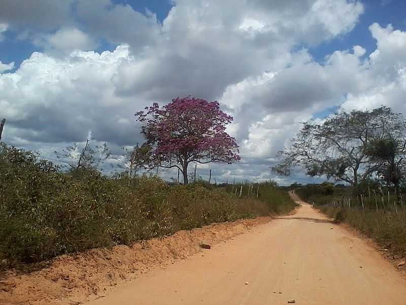 LAGOA DE PEDRA-AL-IP ROXO NA ESTRADA-FOTO:PTAF - LAGOA DA PEDRA - AL