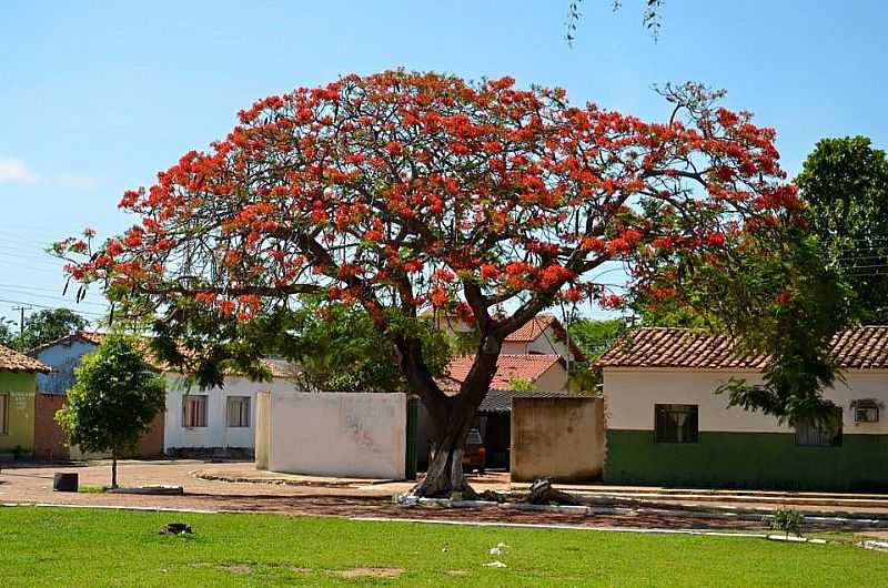 IMAGENS DA CIDADE DE PEDRO AFONSO - TO - PEDRO AFONSO - TO