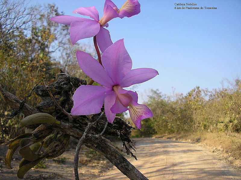 PINDORAMA DO TOCANTINS-TO-ORQUDEA NA ESTRADA-FOTO:JANESJOSE - PINDORAMA DO TOCANTINS - TO