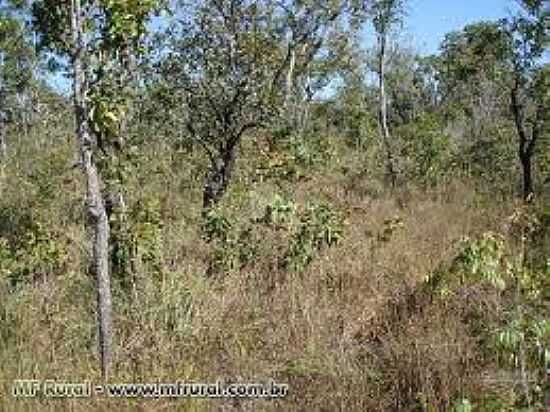 VEGETAO - SANTA MARIA DO TOCANTINS - TO