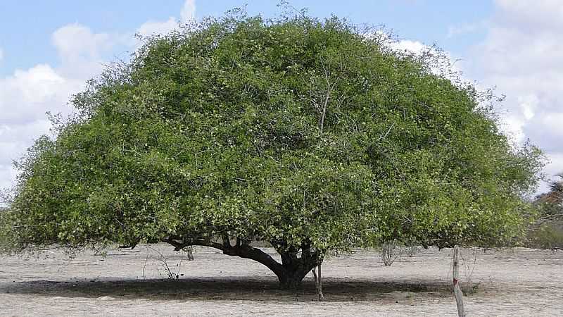 SANTALUZ-BA-UMBUZEIRO RVORE SMBOLO DA CAATINGA-FOTO:DONATO ANDRADE JUNIOR - SANTALUZ - BA