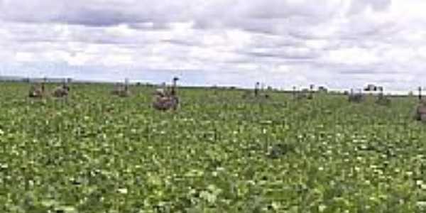 Emas no plantio de soja-Foto:kidney franklin 