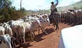 Bom Jesus do Araguaia - Boiada na estrada em Bom Jesus do Araguaia-Foto:Jos Claudio Borin