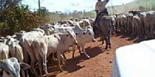 Boiada na estrada em Bom Jesus do Araguaia-Foto:Jos Claudio Borin