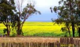 Santa Margarida do Sul - Plantao de Canola-Foto:Milton Emmel