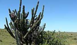 Santa Margarida do Sul - Cactus-Foto:Henrique de BORBA