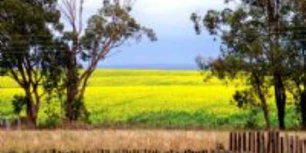 Plantao de Canola-Foto:Milton Emmel