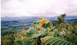 Rialma - Rialma-GO-Flor do serrado no Morro do Alem-Foto:julierme gontijo