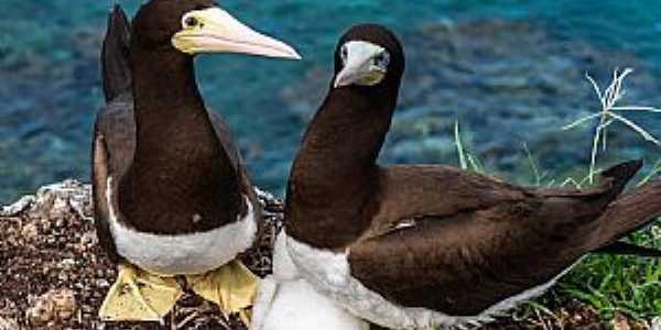 Imagem da cidade de Abrolhos - BA