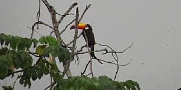 Vila de Bom Jardim-MT-Tucano-Foto:Gabriela Von Eye