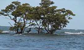 Praia Carro Quebrado - Ilhota na frente da Praia Carro Quebrado-AL-Foto:jamelu