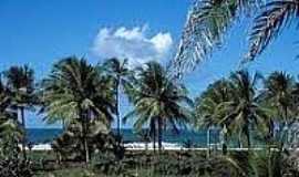 Praia dos Algodes - Coqueiros na Praia dos Algodes-Foto:ecoviagem.