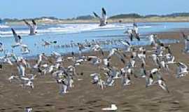 Cassino - Gaivotas na Praia do Cassino-Foto:Nelson Biasoli dos A