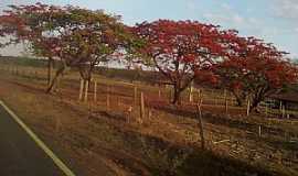 Misso de Aricob - Misso de Aricob-BA-Flamboyants na estrada de Misso-Foto:vagno vilas boas