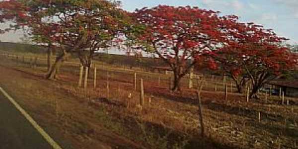 Misso de Aricob-BA-Flamboyants na estrada de Misso-Foto:vagno vilas boas