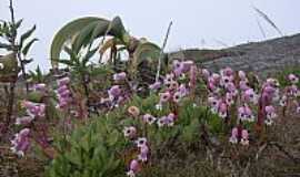 Araras - Araras-RJ-Belas flores na subida da Serra da Maria Comprida em Araras,Municpio de Petrpolis-Foto:kleiz