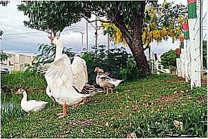 Imagens da cidade de Bataypor� - MS