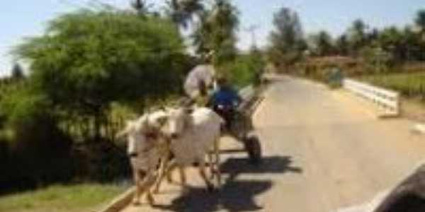 Carro de boi em Tabocas do Brejo Velho-Foto: leydynha