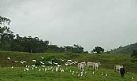 Tapirama - Garas Boiadeiras  por Quinta da Luz