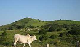 Limoeiro de Anadia - Pastagem em rea rural de Limoeiro de Andia-AL-Foto:Cinza