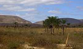 Umburanas - Caatinga na regio de Umburanas-BA-Foto:Caio Graco Machado