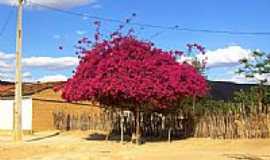 Umburanas - Primavera florida em Umburanas-BA-Foto:Caio Graco Machado