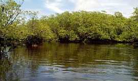 Una - Una-BA-Mangue no Rio Acupe-Foto:ziuender zulmir capato