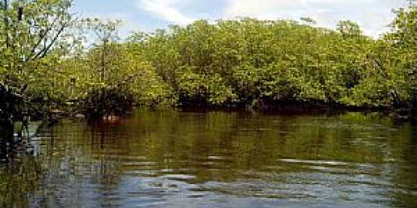 Una-BA-Mangue no Rio Acupe-Foto:ziuender zulmir capato