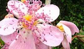Utinga - Flores da Mariazinha