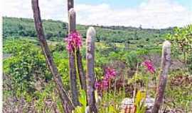 Utinga - orquidario  