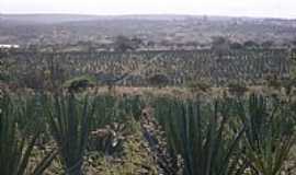 Valente - Valente-BA-Plantao de sisal-Foto:Jorge LN