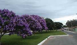 Vitria da Conquista - Vitria da Conquista-BA-Quaresmeiras floridas na Av.Brasil-Foto:Marcelo S F