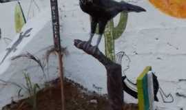 Apuiars - venha ver a nova escultura da ave jacu no rio, Por sandra maria matos carneiro